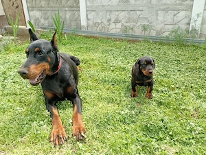 femelă doberman  - imagine 3