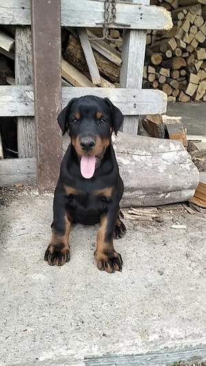 femelă doberman  - imagine 2