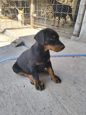 femelă doberman  - imagine 4