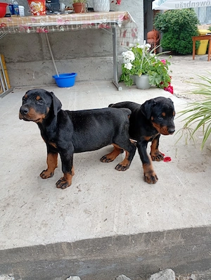 femelă doberman  - imagine 5