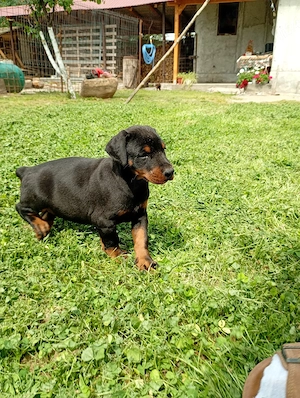 femelă doberman 