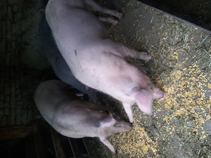 Vand porci 120 130kg  - imagine 3