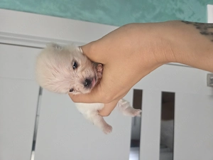 Pomeranian miny toy - imagine 4
