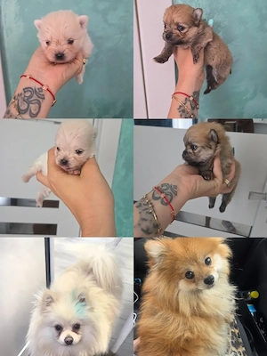 Pomeranian miny toy