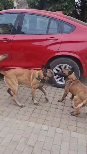 Catei malinois - imagine 2