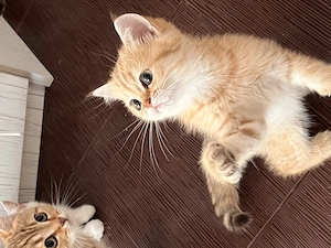 Pisicute British Shorthair  - imagine 4