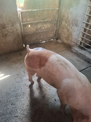 Vând 3 porci 110-120 KG