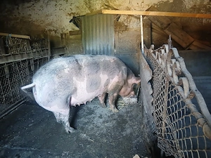 vând porc 