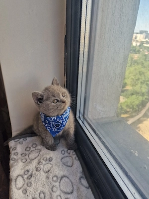 Pui british shorthair blue rasa pura - imagine 4