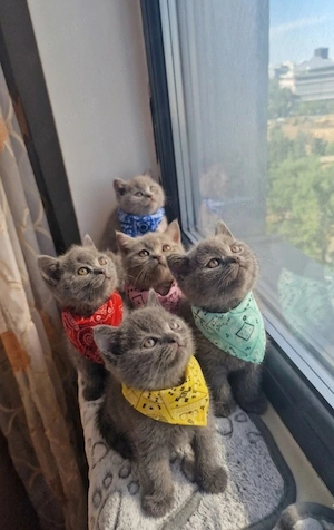 Pui british shorthair blue rasa pura