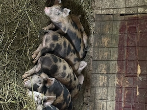 Porci de vanzare 30-40kg - imagine 2