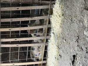 Porci de vanzare 30-40kg - imagine 4