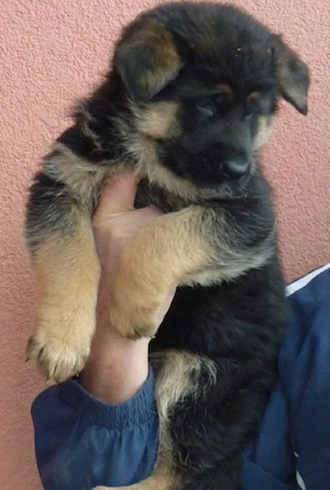 Ciobanesc german 