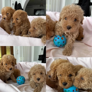Caniche Pudel Roșu Roșcat Poodle