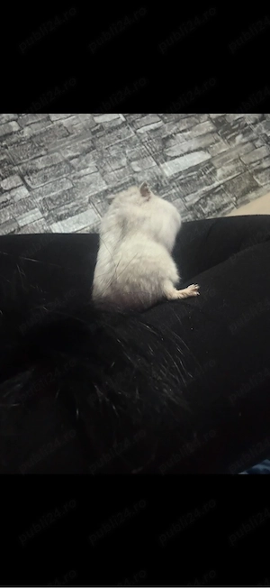 hamsteri pitici