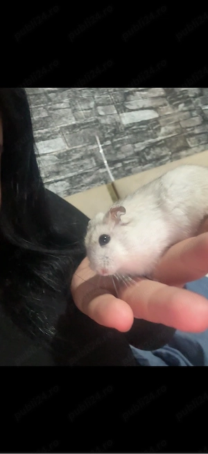 hamsteri pitici - imagine 2