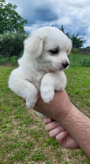 Bichon maltez pui