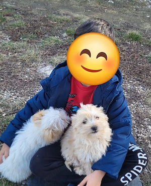 Bichon maltez pui - imagine 5
