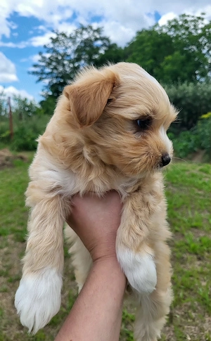 Bichon maltez pui - imagine 2