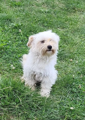 Bichon maltez pui - imagine 4