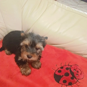 yorkshire terrier mini toy