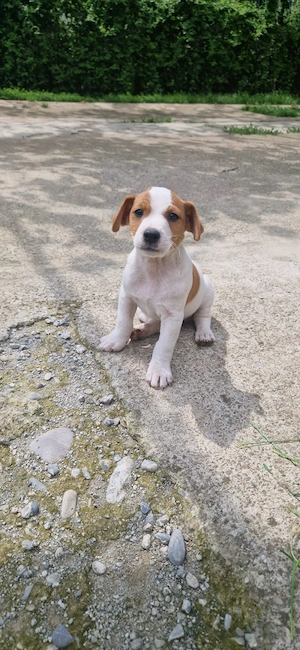 Jack Russell Terrier - imagine 5