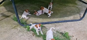 Jack Russell Terrier - imagine 2