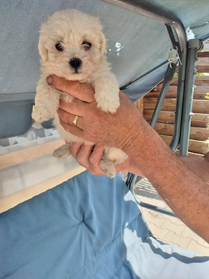 vînd bichon maltez talie mică