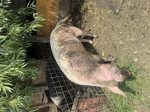 Vând purcica de carne