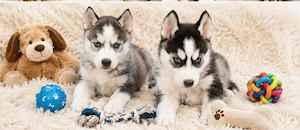 Puiuți Husky disponibili - imagine 5