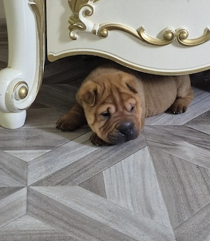 shar pei drăgălași  - imagine 2