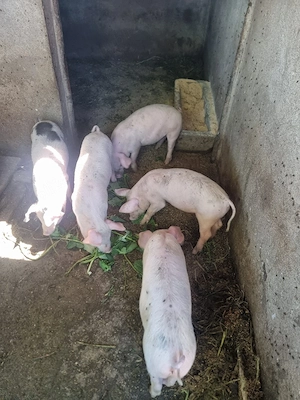 Vand purcei 10 Saptamani!
