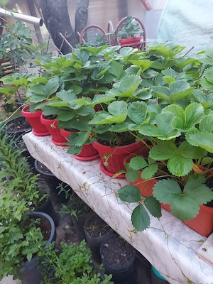 Vand plante de capsuni mature la ghiveci