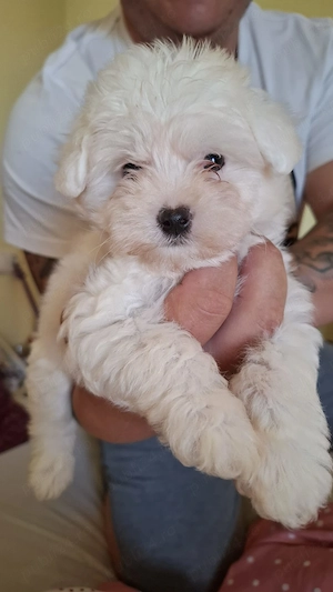 Bichon maltez mini femela - imagine 2