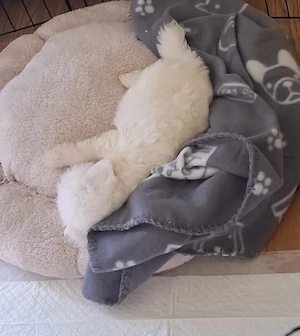 Bichon maltez mini femela - imagine 4