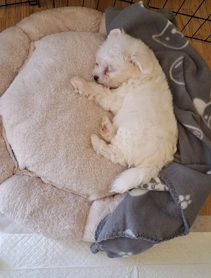 Bichon maltez mini femela - imagine 5