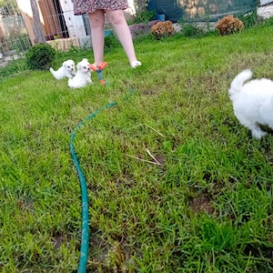 Bichon maltez 6 săptămâni  - imagine 2
