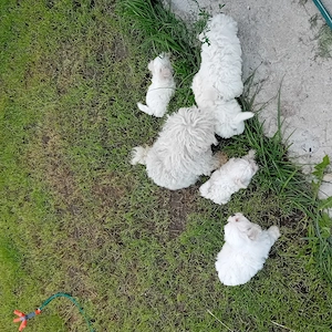 Bichon maltez 6 săptămâni  - imagine 4