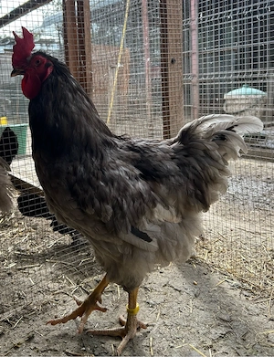 Cocos gri motat 