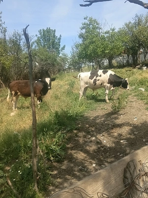 Vand vitei 