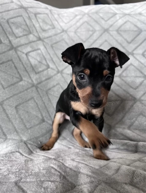Mini Pinscher Toy cățeluși