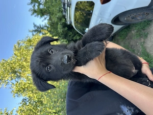 Pui Ciobănesc German Negru și Bicolor  - imagine 2