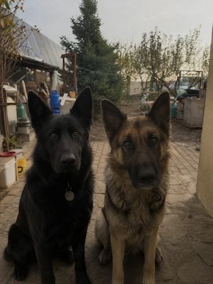 Pui Ciobănesc German Negru și Bicolor  - imagine 5