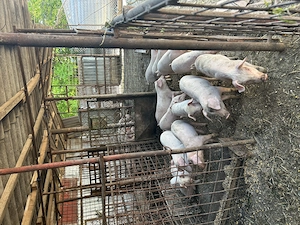 Porci și purcei de vânzare - imagine 4