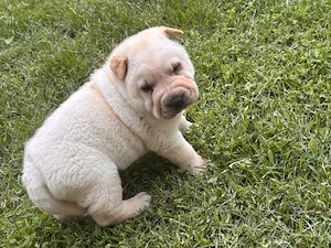     Shar-Pei băiețel, 6 săptămâni, gata de noua familie - imagine 5