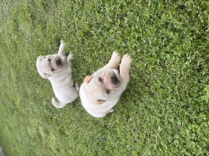     Shar-Pei băiețel, 6 săptămâni, gata de noua familie - imagine 4