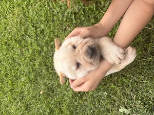     Shar-Pei băiețel, 6 săptămâni, gata de noua familie - imagine 2