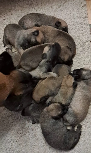 Pui Malinois de vânzare   Părinți cu aptitudini de lucru - imagine 4