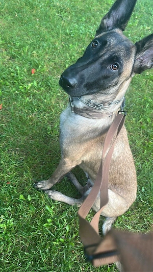Pui Malinois de vânzare   Părinți cu aptitudini de lucru