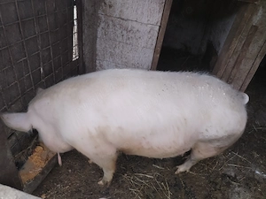 Vând porc aproximativ 300 de kg! 
